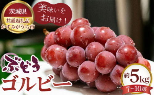 No.618 【先行予約】ぶどう　ゴルビー　約5kg（7～10房）【茨城県共通返礼品 かすみがうら市】 ／ 旬 新鮮 葡萄 ブドウ 果物 フルーツ 茨城県 特産品