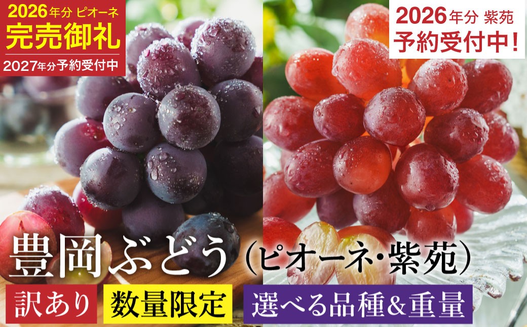 
                  【先行予約】数量限定 訳あり 豊岡ぶどう 選べる品種 ピオーネ（2027年分）・紫苑 (2026年分)  選べる内容量 2・4・6・8パック / 1パック約300g   ピオーネ 紫苑 しえん ブドウ 葡萄 訳ありぶどう 大粒 強い甘み 爽やかな酸味 新鮮 果物 産地直送 くだもの フルーツ ふるさと納税 豊岡市 豊岡ぶどう
                