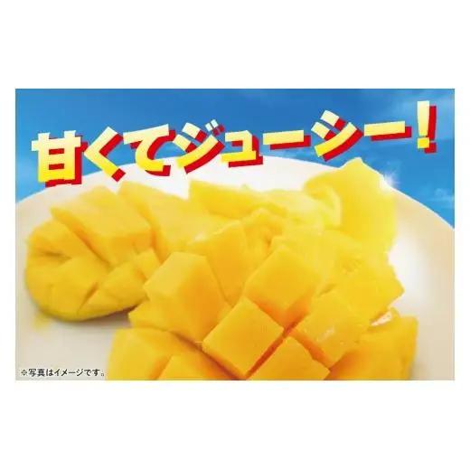 【2027年6月下旬より順次発送】沖縄県豊見城市産アップルマンゴー 約1.5kg｜マンゴー アップルマンゴー フルーツ くだもの 果物 先行予約 数量限定 おきなわ 沖縄 沖縄フルーツ 豊見城市(DJ