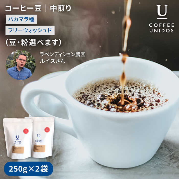 【ふるさと納税】中煎りコーヒー豆250g×2袋 (豆・粉選べます) ニカラグア産ラベンディション農園パカマラ種フリーウォッシュド ≪糸島市≫【COFFEE UNIDOS】珈琲/カフェ/コーヒー粉 [AQF002] 15000円 1万5千円