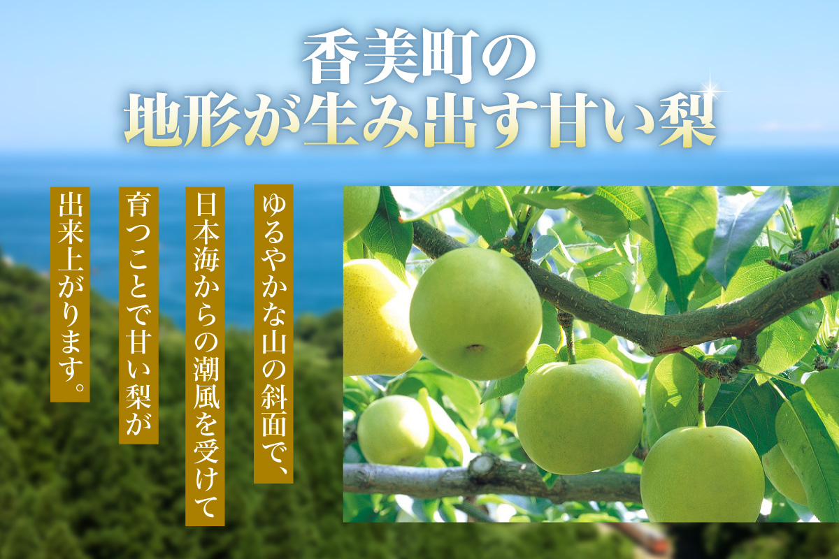 《2026年産 先行予約》 梨 二十世紀梨 香住梨 3kg ご自宅用 優品（Bランク）L～5Lサイズ混合6～10玉 【令和8年8月下旬以降発送予定】 20世紀梨 青梨 和梨  76-03