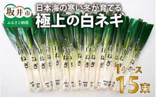 日本海の寒い冬が育てる、極上の白ネギ １ケース（15束） 【長ねぎ 長ネギ 白ネギ 白ねぎ ネギ ねぎ 葱 白葱 野菜 鍋 冬野菜 箱売り 厳選 国産】 [A-2605]