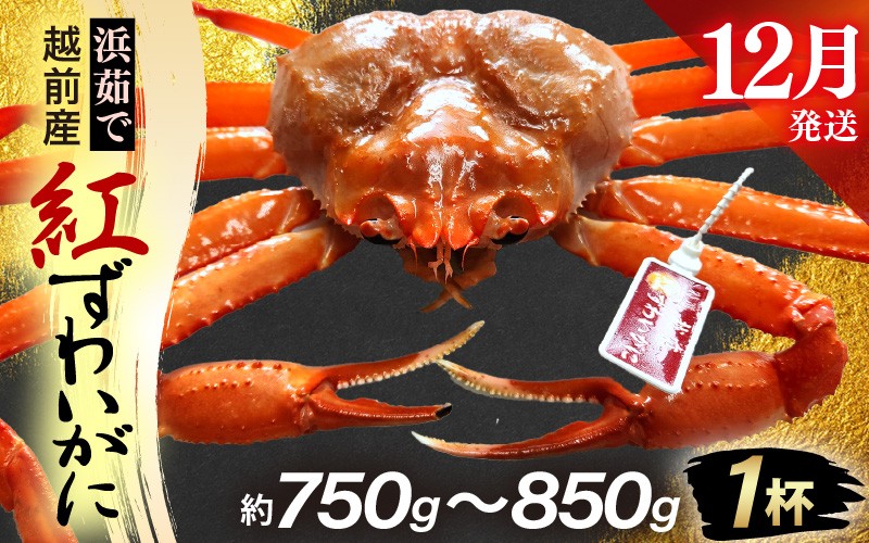 
            ≪浜茹で≫越前産 紅ずわいがに × 1杯（生で約750g～850g）【12月発送分】【紅ズワイガニ カニ かに 蟹】【紅ずわいがに】希望日指定不可 [e80-x002_12]
          