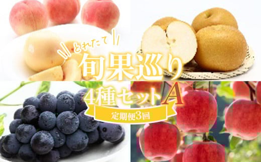 ≪数量限定 期間限定≫ 《先行予約 2026年度発送》 とれたて旬果巡り4種セットA 白桃と和梨 ピオーネ サンふじりんご 定期便【全3回】 FSY-2541