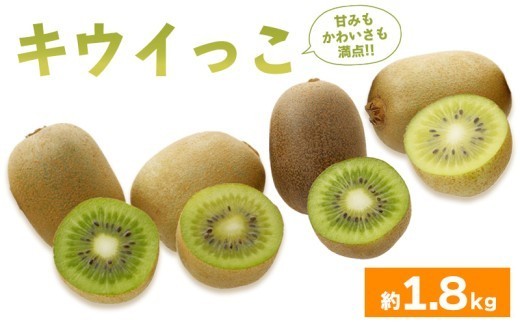 先行予約 キウイフルーツ キウイっこ 約1.8kg  果物 フルーツ キウイ グリーンキウイ デザート スイーツ ケーキ ジュース ゼリー アイス ドライフルーツ  ギフト 家庭用 旬の果物 旬 ビタミンC 美容 健康 お取り寄せ グルメ 人気 おすすめ 香川県 丸亀市 出荷：2026年10月～