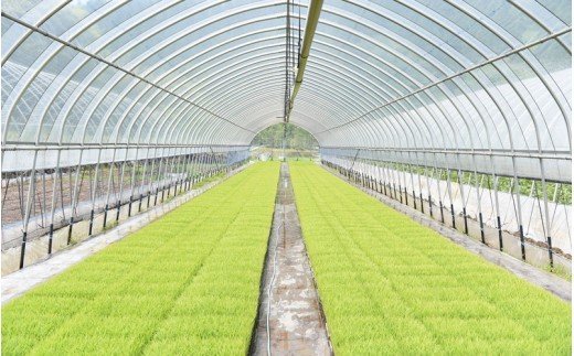 【予約受付】令和8年産・新米 瑠璃米 4kg 予約 新米 令和8年産 南小国産 米 白米 精米 2kg 2袋 お米 ご飯 産地直送 髙村農園 熊本 阿蘇 南小国町 送料無料