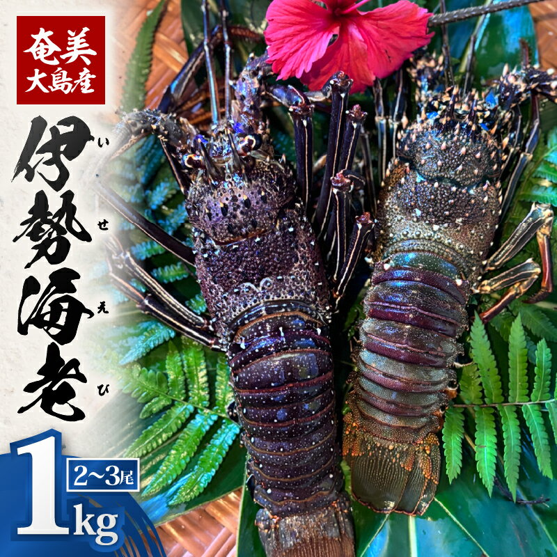 【ふるさと納税】【期間限定】奄美大島産 伊勢海老 約1kg 2～3尾 えび 魚介類 魚貝類 甲殻類 海鮮 国産 冷凍 新鮮 濃厚 ぷりぷり 味噌汁 刺身 鬼殻焼き 姿蒸し 陽天丸 鹿児島 奄美市 おすすめ ランキング プレゼント ギフト