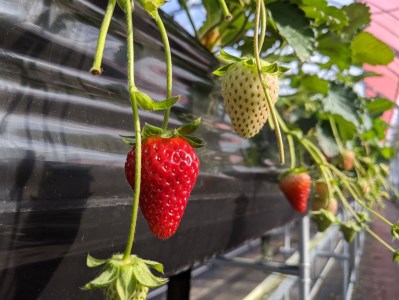 いちご好きのためのいちご 奈良県ブランドいちご 「古都華（ことか）」2026年2月発送 / いちごいちごいちごいちごいちごいちごいちごいちごいちごいちごいちごいちごいちごいちごいちごいちごいちごいちご