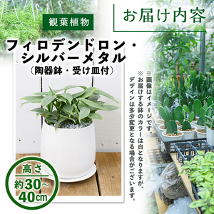 【m24-14】＜観葉植物＞フィロデンドロン・シルバーメタル(6号) (陶器鉢・受け皿付) 【アイエヌエー】