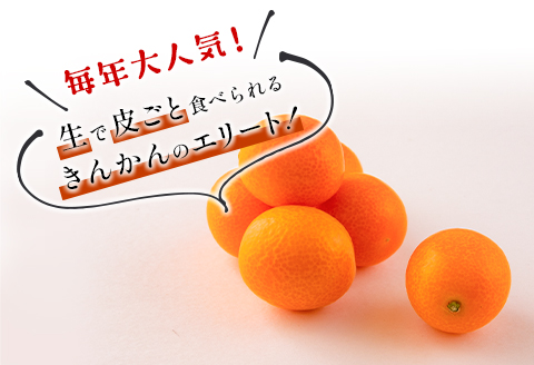 先行予約 数量限定 完熟きんかん たまたま 計6kg以上 (3kg×2箱) フルーツ 果物 くだもの 柑橘 金柑 国産 食品 期間限定 大粒 宮崎ブランド 希少 おすすめ デザート おやつ ギフト 贈