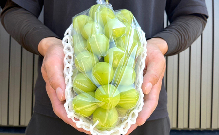 ぶどう 信州産シャインマスカット約700g（1房）2025年発送 葡萄 ブドウ フルーツ 果物 シャイン マスカット デザート おやつ 信州 長野