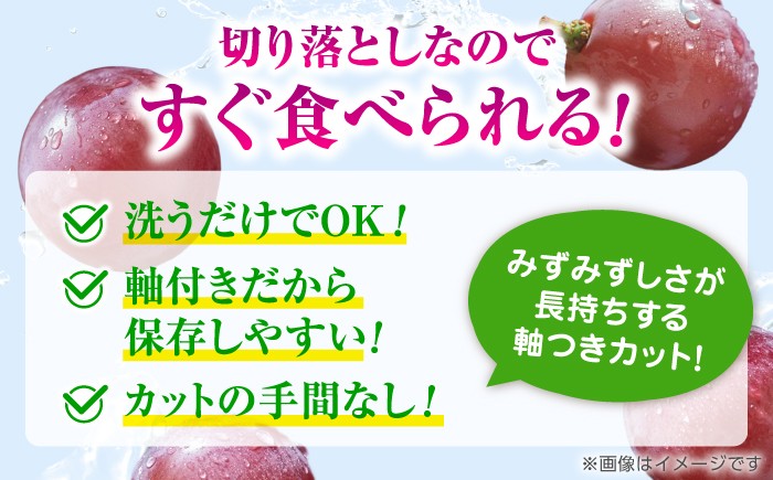 訳あり クイーンニーナ ぶどう 切り落とし 約1kg  ブドウ 葡萄 おすすめ 国産 熊本県 山鹿 果物 くだもの フルーツ