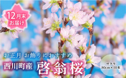 FYN9-603 【12月末お届け】山形県 西川町産 啓翁桜 1束(80cm×10本) 2025年12月下旬から順次発送 年内お届け 年末 年始 正月 元旦 桜 さくら サクラ 花 フラワー 飾り 山形県 西川町 月山