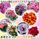 【ふるさと納税】モリヒロ園芸のオリジナルブランドのお花とトマト6ヶ月定期便　【定期便・植物・野菜・ミニトマト】　お届け：ご寄附（入金）確認月の翌月回より6回順次配送致します。