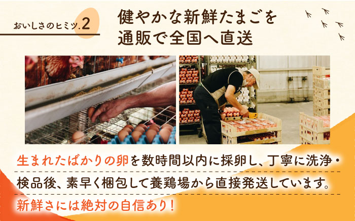 【全12回定期便】【化粧箱入り】白たまご M玉 40個（37個＋3個割れ保証）【農事組合法人 鹿本養鶏組合】 [ZCA012]