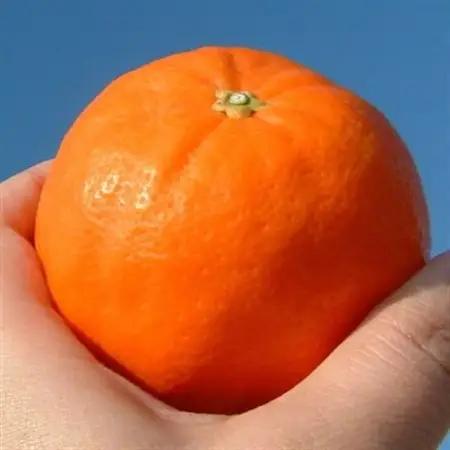 セミノールオレンジ 秀品 [約2.8kg]和歌山県有田産 春みかん(果実サイズおまかせ)【1489915】