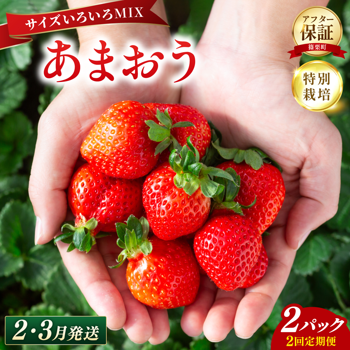 いちご 福岡県産 特別栽培 あまおう サイズいろいろMIX 約500～540g（約250～270g×2パック）【2回定期便（2～3月発送）】| 農園直送 アフター保証 先行予約 福岡産 送料無料 ケーキ ギフト お祝い 限定 季節限定 UN021