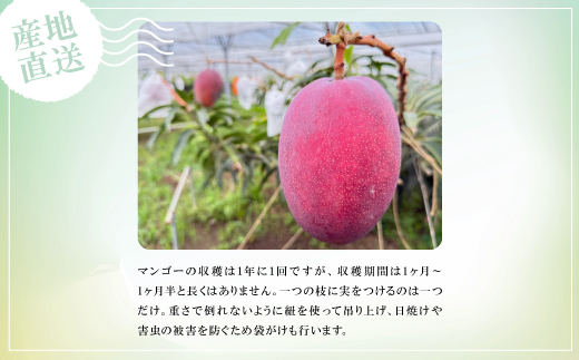 【2026年6月中旬から順次発送】贈答用のアップルマンゴー2kg【配送不可地域：離島】