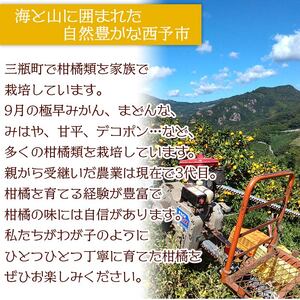 【先行予約】紅まどんなと同品種！＜まどんな 約4kg 家庭用 M～3Lサイズ混合＞果物 オレンジ 柑橘 みかん 愛媛果試第28号 マドンナ 自宅用 特産品 山本果樹園 西宇和 三瓶産 愛媛県 西予市【