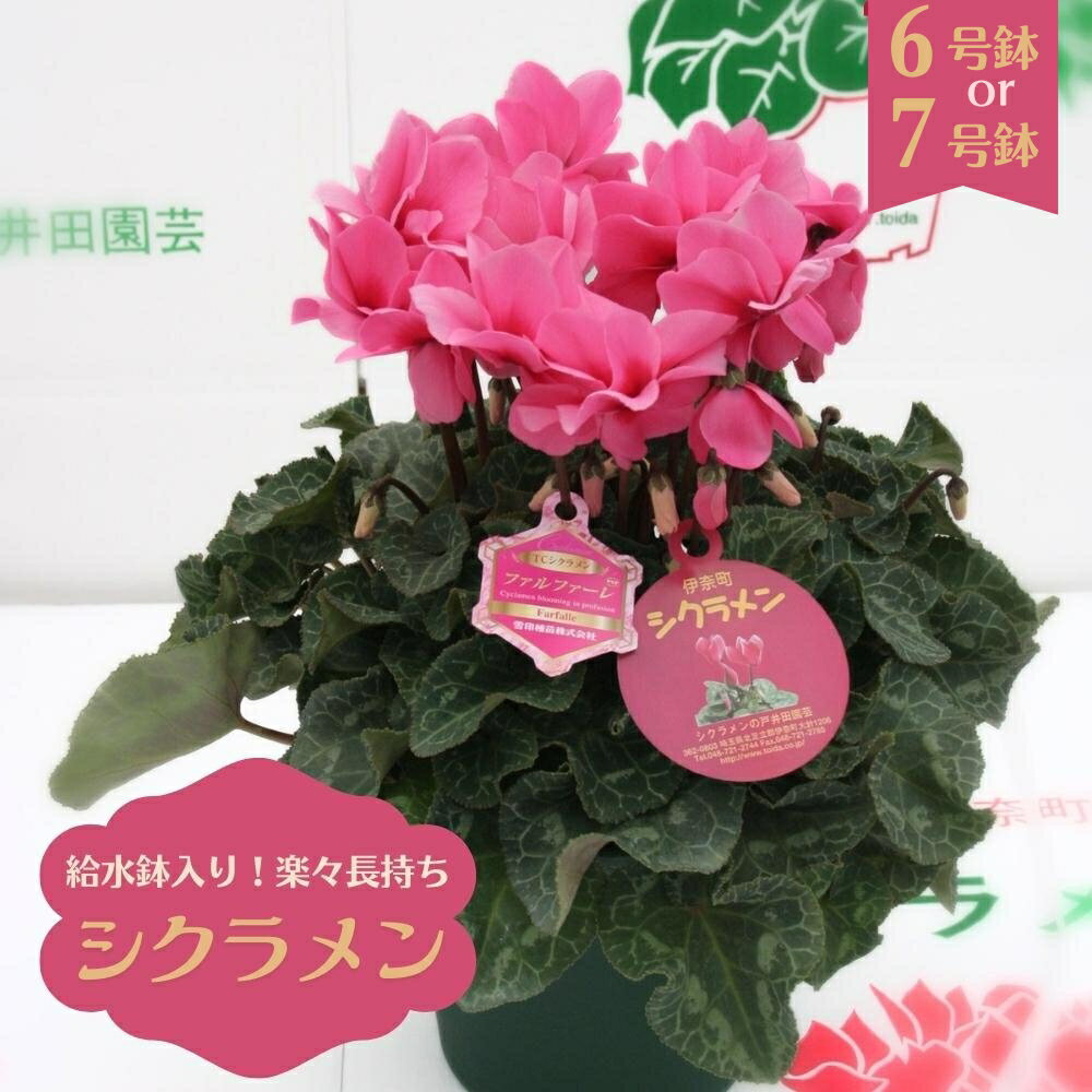 【ふるさと納税】シクラメン 6号鉢 7号鉢 シクラメン農家直送 長持ちシクラメン 給水鉢入り 埼玉県 伊奈町 戸井田園芸