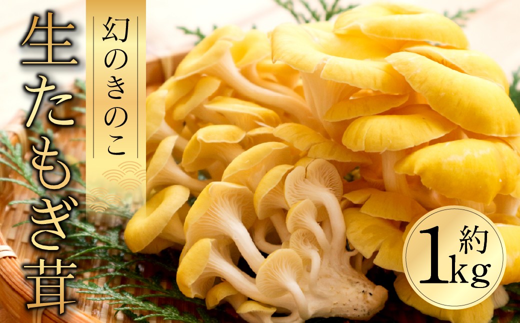 
                  【希少な生】国産 たもぎ茸 100g×10パック 愛知県豊橋市 たもぎ茸 たもぎ茸 たもぎ茸 たもぎ茸 たもぎ茸 たもぎ茸 たもぎ茸 たもぎ茸 たもぎ茸 たもぎ茸 きのこ 国産 きのこ 国産 きのこ 国産 きのこ 国産 生 たもぎ茸 1kg 生 たもぎ茸 1kg 生 たもぎ茸 1kg 生 たもぎ茸 1kg タモギ茸 希少 タモギ茸 希少 タモギ茸 希少 タモギ茸 希少
                
