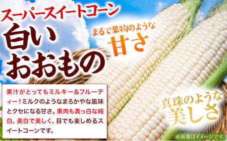 朝採れ直送！ とうもろこし 白いおおもの 甘い 約5kg 13本入り 2Lサイズ 七戸宏大《7月下旬-8月下旬出荷》岩手県 九戸村 ホワイトコーン 白いとうもろこし おおもの 5kg スイートコーン