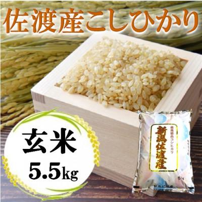ふるさと納税 佐渡市 【令和7年産】佐渡高千産コシヒカリ 玄米 5.5kg