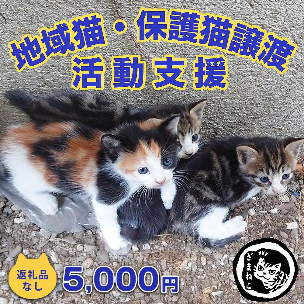 【返礼品なし】地域猫・保護猫譲渡活動支援　NPO法人ざま野良猫を増やさない会 5,000円 | 猫 ねこ 動物 保護 愛護 譲渡 保護活動 応援 支援 寄附
