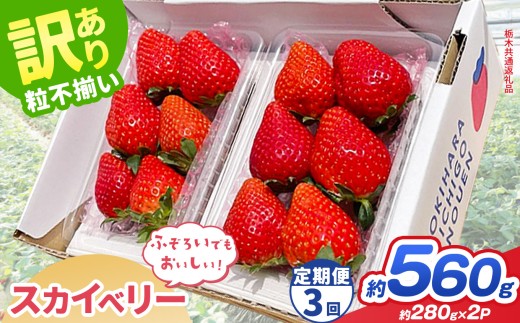 【先行予約】【定期3回】訳あり スカイベリー 約  280g × 2P｜【栃木県共通返礼品】いちご イチゴ 苺 訳あり 不揃い 粒 栃木県 那珂川町 送料無料