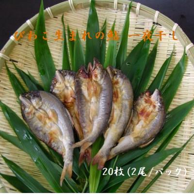 ふるさと納税 長浜市 びわこ生まれの鮎　一夜干し　20枚(2尾/パック)無添加　背骨なし