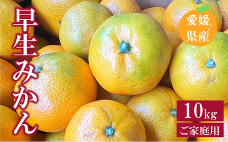 早生みかん 10kg ご家庭用 農園直送 先行予約 【11月以降順次発送予定】 愛媛 数量限定 愛媛県産 人気 柑橘 伊予市｜B255