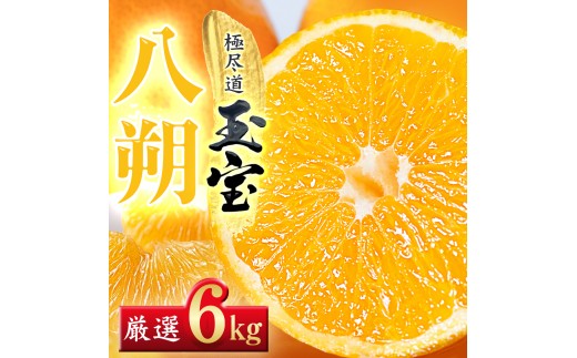 【先行受付】【凛とした苦み】クセになる旨み【八朔】6kg　愛媛県産【64-101】【1751166】ふるさと納税 果物 くだもの はっさく 八朔 みかん ミカン 蜜柑 柑橘 フルーツ 選べる 3.5kg 6kg 12kg 内容量 期間限定 季節限定 特産品 YWTY091
