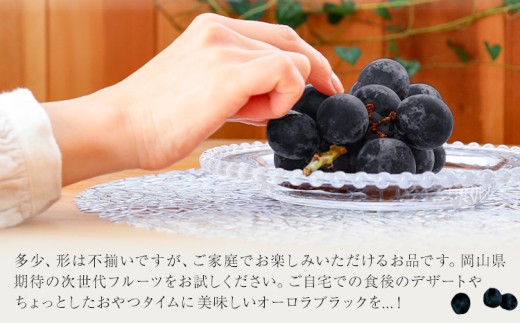 【2027年先行予約】岡山県産 ご家庭用 オーロラブラック 2～3房 約1.2kg 《2027年9月上旬-9月下旬頃出荷》 岡山県 笠岡市 巨峰 ぶどう 葡萄 果物 フルーツ【配送不可地域：離島】