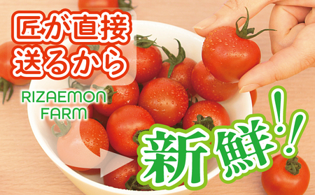 泉州産 新鮮ミニトマト 12パック 約2kg