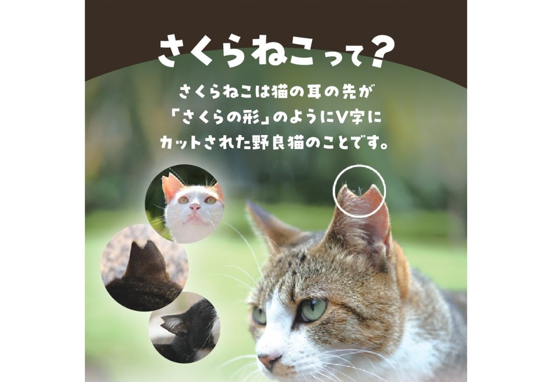 〈選べる豆/粉/ドリップ〉メール便発送【訳あり】野良猫保護支援 さくらねこ ブレンドコーヒー 富士山の湧き水で磨いた スペシャルティコーヒー【400g/20パック】　珈琲 マイルド スペシャルティ コーヒー 期間限定 山梨 富士吉田