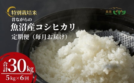 令和7年産 昔ながらの魚沼産コシヒカリ 従来品種 定期便 30kg（5kg×毎月全6回）農園ビギン/コシヒカリ 5kg 定期便 コシヒカリ 5kg 定期便 コシヒカリ 5kg 定期便 コシヒカリ 5kg 定期便