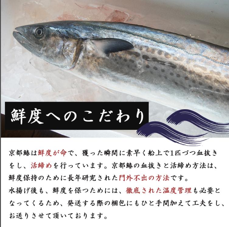 【11月〜3月発送】 漁師直送！！ 一本釣り 京都鰆 2.8kg 以上 鮮魚 1尾 天然 新鮮 鮮度抜群 冷蔵 ナマモノ 寒さわら 活締め