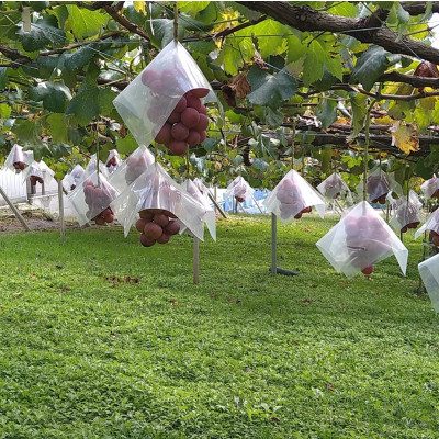 【2026年先行受付】2026年9月下旬発送「牧丘天空クイーンニーナ」 約1kg(2～3房)【配送不可地域：離島・沖縄県】