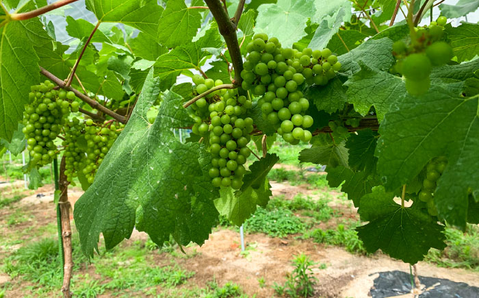 尺の内農園ワイン シャルドネ 2本セット | ワイン シャルドネ 農園 島根 2本セット 島根県雲南市/社会福祉法人　あおぞら福祉会 [AIBU003]