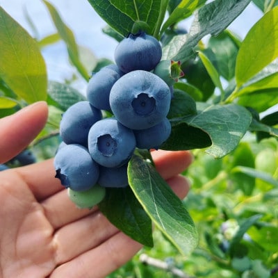 ブルーベリー 1kg【配送不可地域：離島】【1707398】