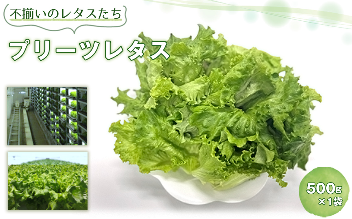 No.013 不揃いのレタスたち（プリーツレタス）500g×1袋