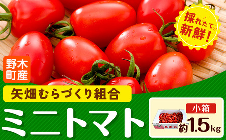 ミニトマト 約1.5kg 1箱 小箱  栃木県 野木町産 矢畑むらづくり組合 《10月上旬-6月下旬頃出荷》栃木県 野木町 トマト ミニトマト 野菜 新鮮