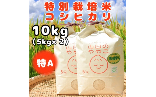 令和6年産『山田のややこ』特別栽培米コシヒカリ(精米)10kg(5kg×2袋)【1430877】