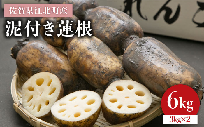 【特別栽培農産物 認定】＜地元 江北町産＞ 泥付き 蓮根 6kg（3kg×2）【百武青果】 [HAE002]