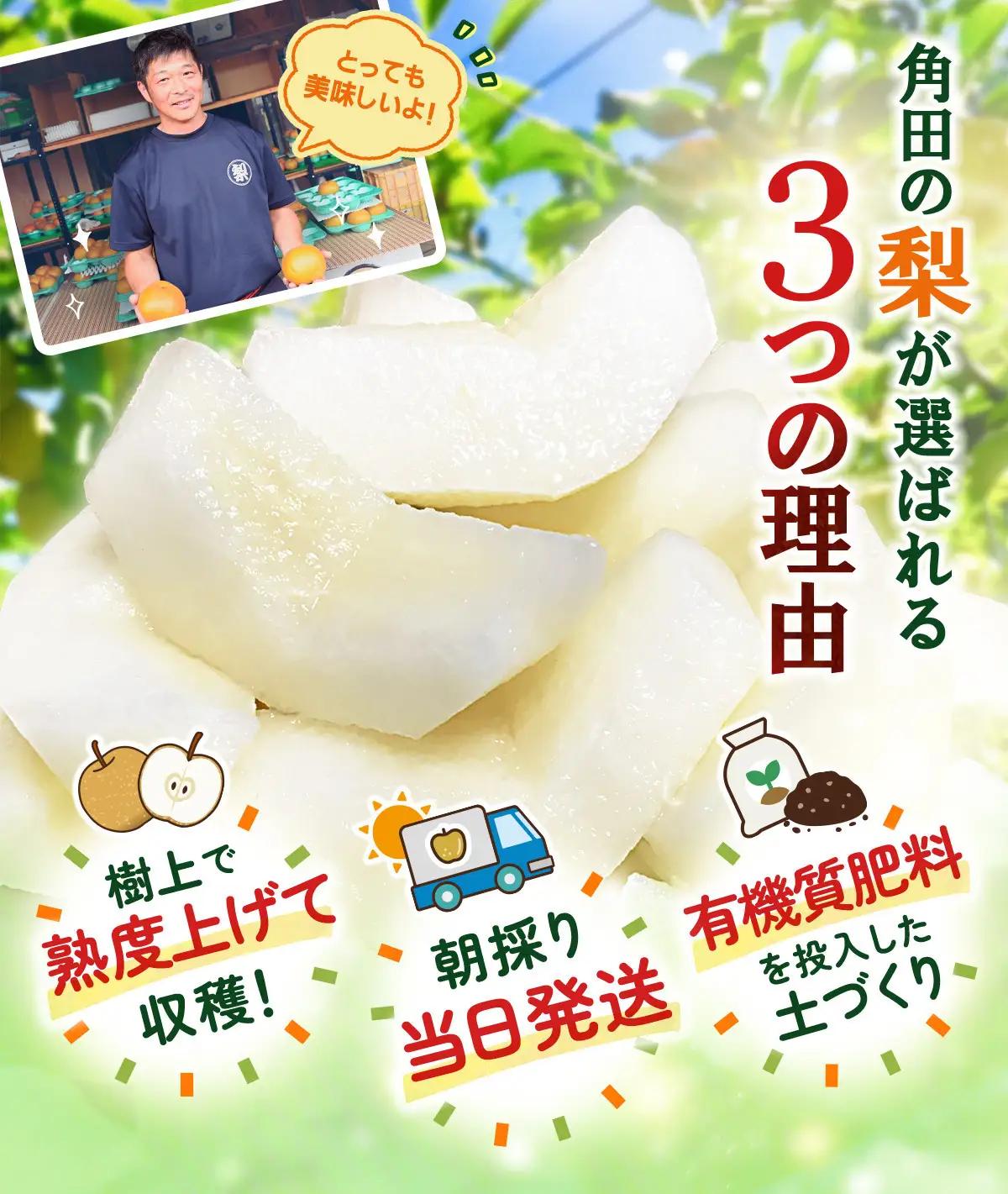 【2026年発送／訳あり】 梨 約5kg 品種おまかせ 馬場果樹園 ｜ 梨