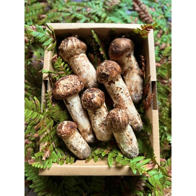 産地直送　岩手県岩泉町産まつたけ　お任せつぼみセット500g【配送不可地域：離島】