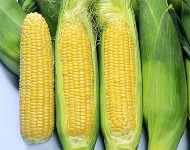 ＜25年発送先行予約＞富士山麓 鳴沢村産 朝採り とうもろこし【恵味スタ－】10本 NSH004