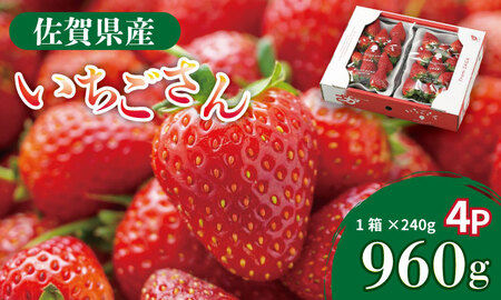 【先行予約】R9年1月下旬頃出荷開始 佐賀県産 いちごさん （ 240g×4P ）有明・潮風ファーム 直送品 果物 くだもの フルーツ イチゴ  B150-032