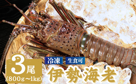 冷凍 伊勢海老 特大 3尾 （1尾800～1000g ） 伊勢海老 伊勢海老 伊勢海老 伊勢海老