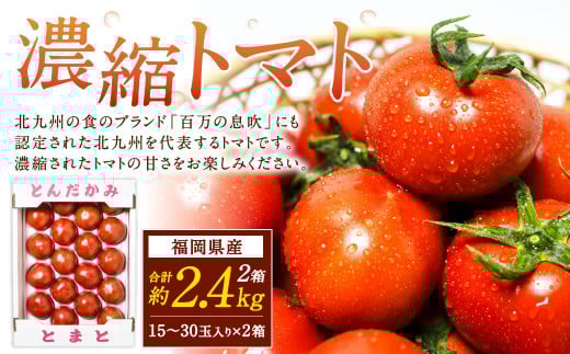福岡県北九州市若松区産 若松濃縮トマト 約2.4kg 【1.2kg箱（15玉～30玉入り）×2箱】【2026年3月上旬～6月下旬発送予定】トマト とまと 野菜 国産 北九州市産